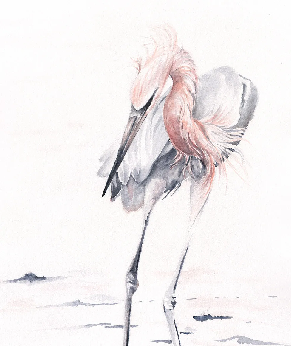 Reddish Egret - Fine Art Print